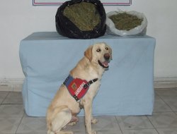 Batman'da 10 kilo esrar ele geçirildi