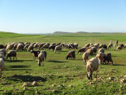 Çınar'da hayvancılık sektörü ve hayvan istatistikleri
