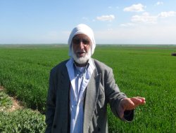 Kızıltepeli çiftçiler buğdayın gelişiminden memnun