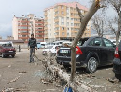 Van'da fırtına ağaç devirdi