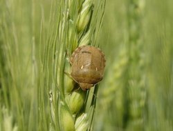 Çınarlı çiftçiler süne ile mücadelede bilinçlendirilecek