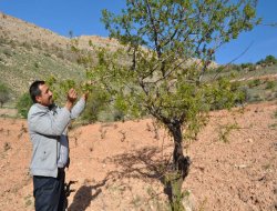 Bağlarına don vuran köylüler yardım bekliyor