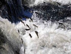 Bingöl'de balık av yasağı başladı