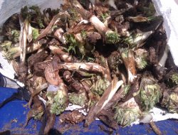 Karacadağ kengeri Çınar'da tezgahlardaki yerini aldı