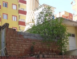 Evin ikinci katındaki ağaçlar şaşırtıyor