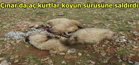 Çınar'da aç kurtlar koyun sürüsüne saldırdı