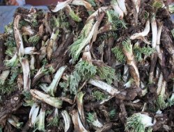 Hem kerengan dixwen hem jî pê debara xwe dikin