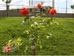 Bingöl'de Yeşil Alan Çalışması