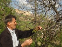 Çermik'te Çiftçiler Dertli