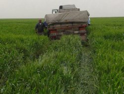 TIR buğday tarlasına girdi