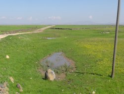 Yağan yağmur ekinlere can verdi