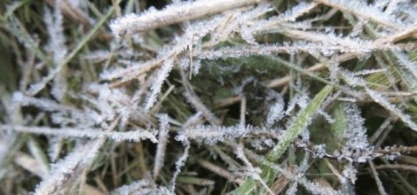 Tarımda yaşanan don olayı 150 milyon TL'ye mal oldu