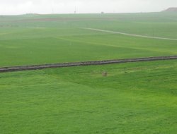 Çınar'da ekinler yağan yağmurla suya doydu