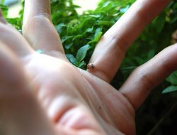 Şırnak'ta ağaçlarda görülen böcekler korkuttu