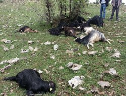 Yıldırım düşmesi soncu 16 hayvan telef oldu