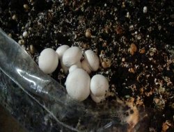 Çınar'da soğuk hava deposunda mantar yetiştiriliyor