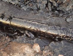 Boru hatlarından sızan petrol arazilere zarar veriyor