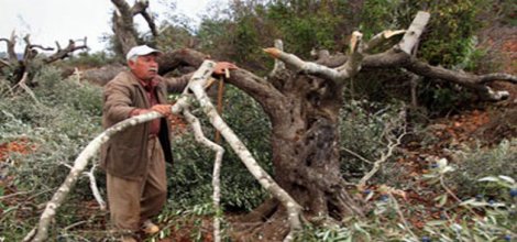 Yahudi yerleşimciler yine zeytin ağaçlarına zarar verdi