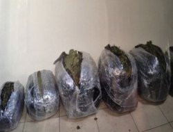 Batman'da 70 kilo esrar ele geçirildi