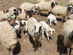 Canlı hayvan ve hayvansal ürün fiyatları açıklandı