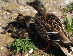 Ördekler ve güvercinler gölleri mesken tutuyor