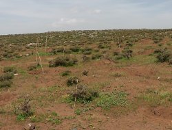 Çınar'da Fidan katliamına dur diyecek kimse yok mu?