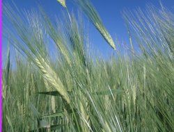 Çınar'da ekinler başak tuttu