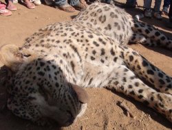 Çınar'daki Leopar Davasında Rapor Tamamlandı