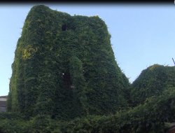 Sarmaşıklı iş yeri ilgi odağı oldu