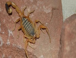 Havalar ısındı, akrep sokmaları başladı