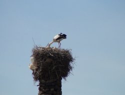 Çınar'da köylüler leylekler için yuva hazırlıyor