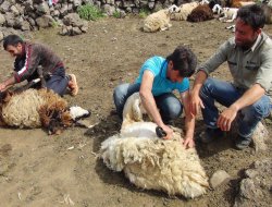 Çınar'da havaların ısınmasıyla hayvan kırpma işlemi başladı