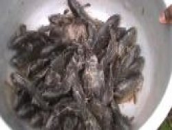 Kasabaya Gökten Balık Yağdı