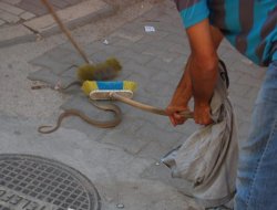 Havalar ısındı, yılanlara dikkat!