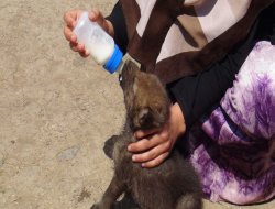 Çınar'da yavru kurtları biberon ile besliyorlar