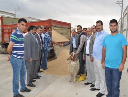 Kızıltepe'de ilk buğday hasadı yapıldı