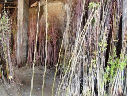 Fidan fiyatları 1 TL'ye kadar düştü