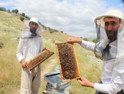 Arıcılar göçebe hayatı yaşıyor