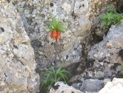 Ters laleler yüzünü gösterdi