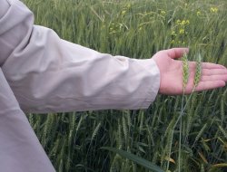 Çınar'da çekirge istilası