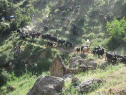 Göçerler yayla yollarında