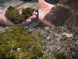 Şanlıurfa'da diriliş mucizesi