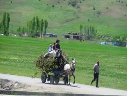 Mazottaki zam yükünü atlar taşıyor