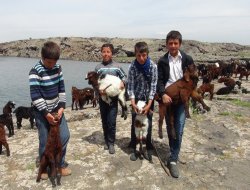 Çınar'ın küçük keçilerinin, küçük çobanları