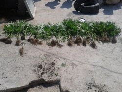 Evin bahçesinde hintkeneviri ekti