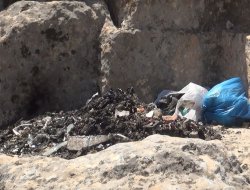 Şıh Maksut türbesinin etrafı çöpten geçilmiyor