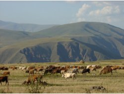 Kuzugölü Merası Göçerlere Kiralanacak