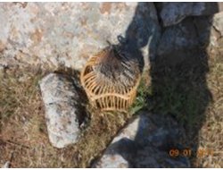 Yasadışı Avcılık Yapanlara Suçüstü