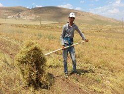 Batman'da mercimek hasadına başlandı