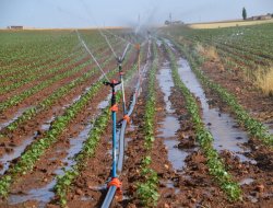 Aşırı sulama ve ilaçlamaya dikkat!